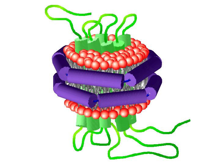 research image from Sligar Lab