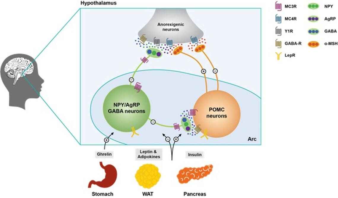 Role of AgRP and POMC neurons in energy homeostasis