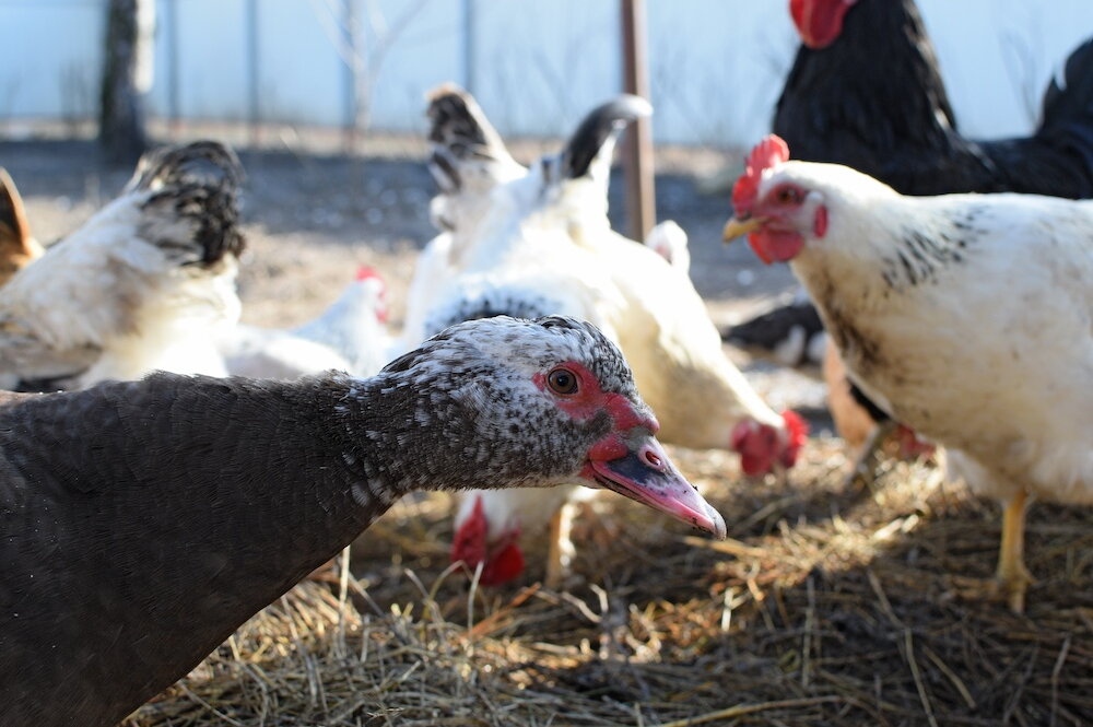several chickens peck at the ground