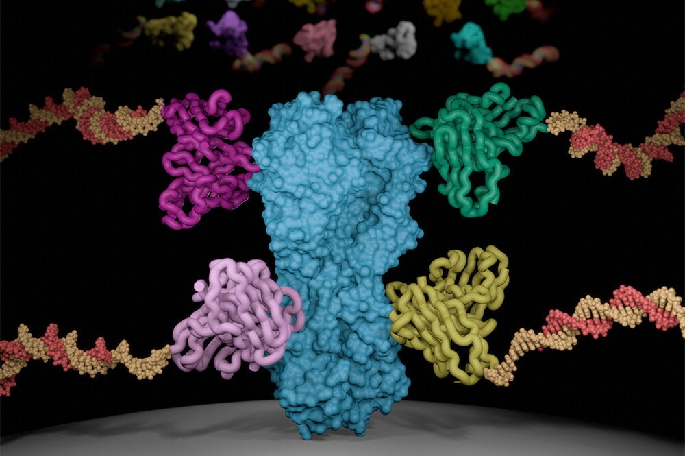 The oPool+ display platform combines technologies to make and test large numbers of antibodies at once. Illinois researchers analyzed how antibodies bind to the influenza protein hemagglutinin. Image by Owen Ouyang